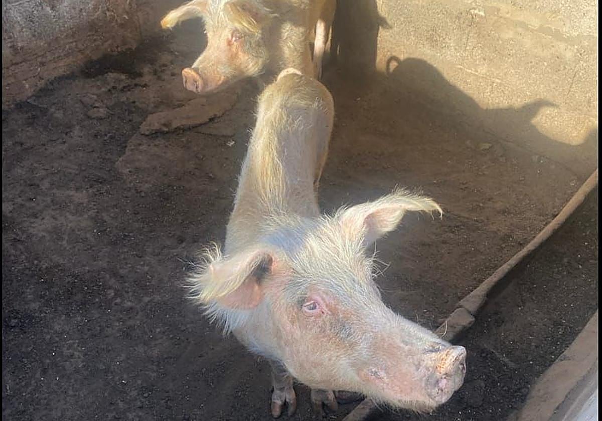 Abandonados y sin comida: dos detenidos y un investigado por maltrato animal en Ingenio