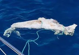 Imagen del cadáver del cetáceo.