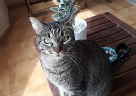 Naia, la gata desaparecida en el aeropuerto de Tenerife.