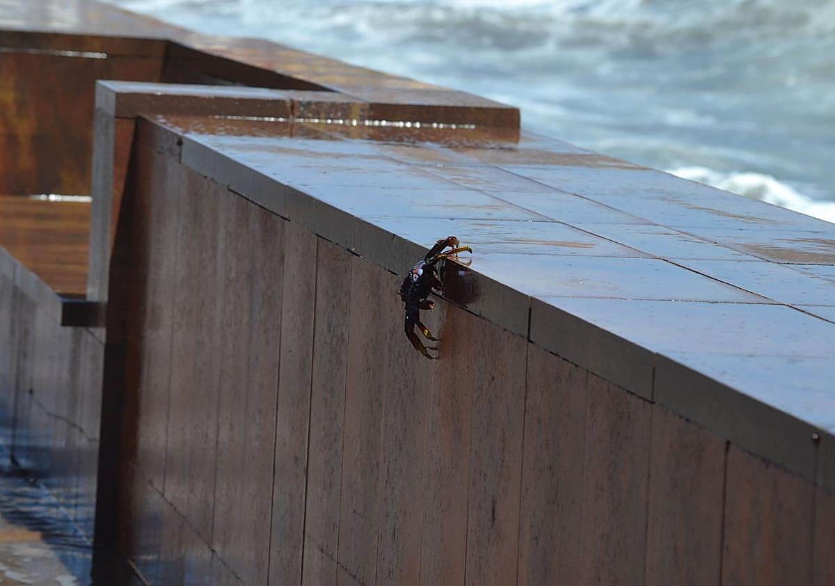 Imagen secundaria 1 - ¿Qué hace un cangrejo en la avenida de Gran Tarajal?