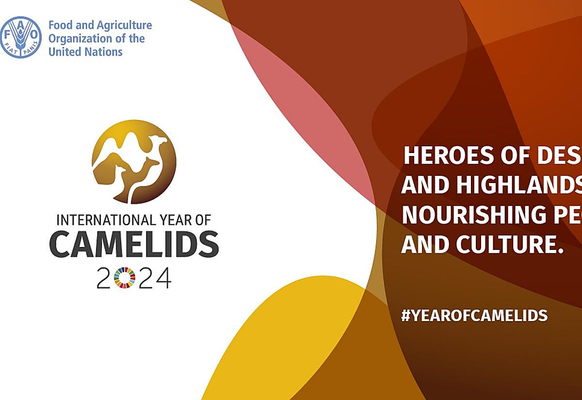Logotipo de Año Internacional de los Camélidos 2024 de la FAO.