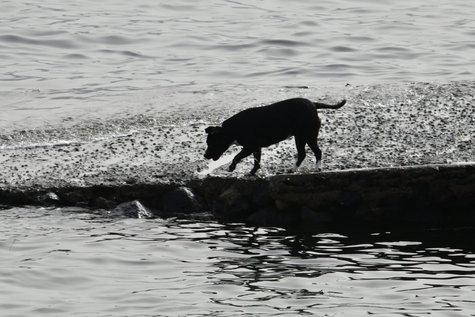 Chapuzón en Las Canteras para combatir el calor