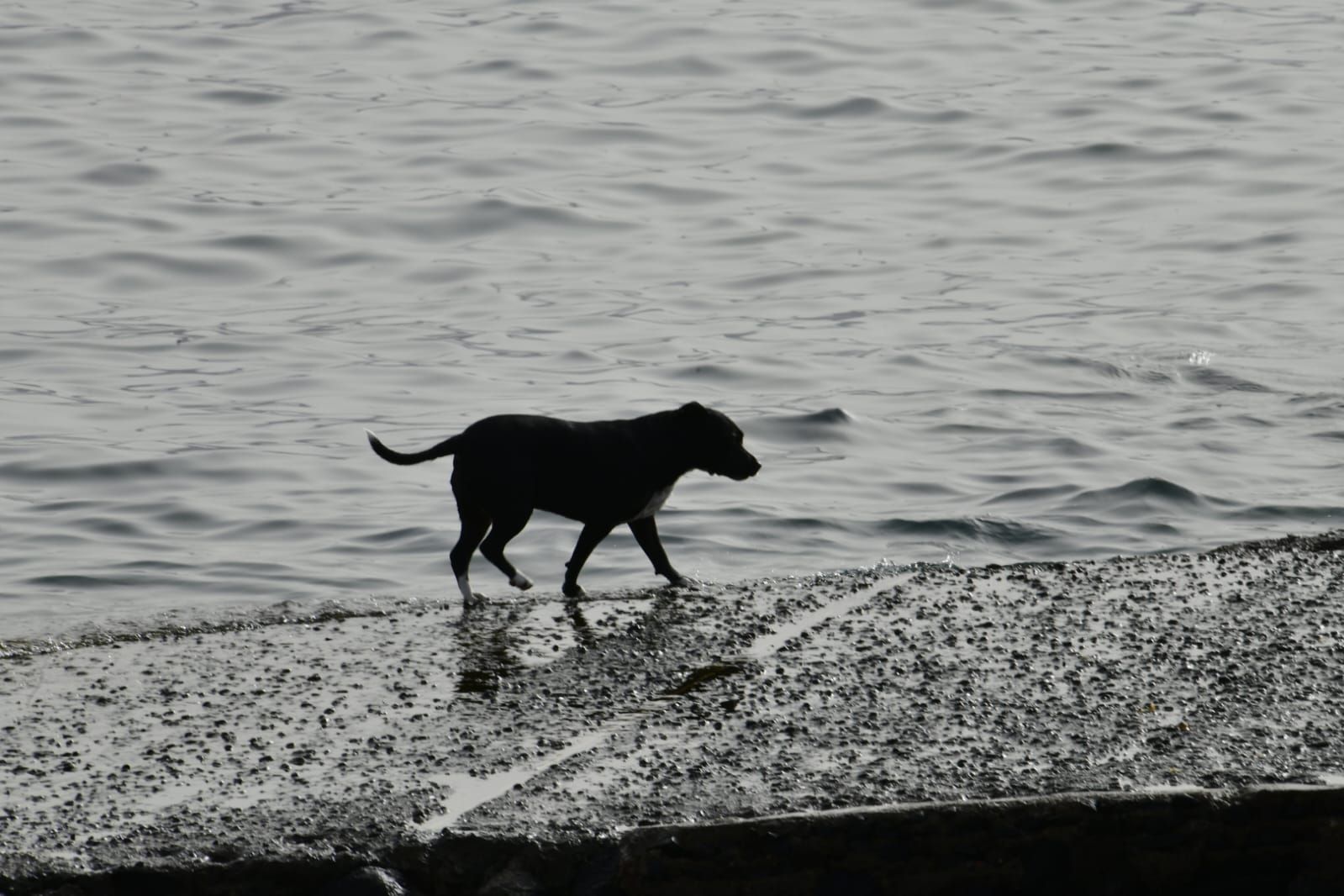 Chapuzón en Las Canteras para combatir el calor