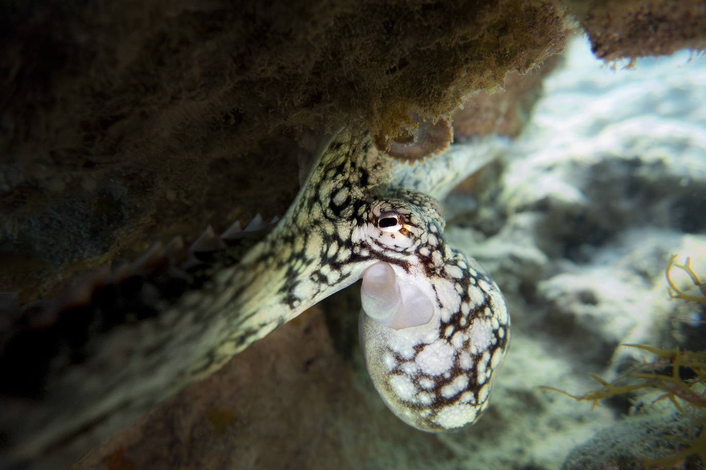 Una exposición itinerante sobre Las Canteras nos invita a descubrir su fondo marino