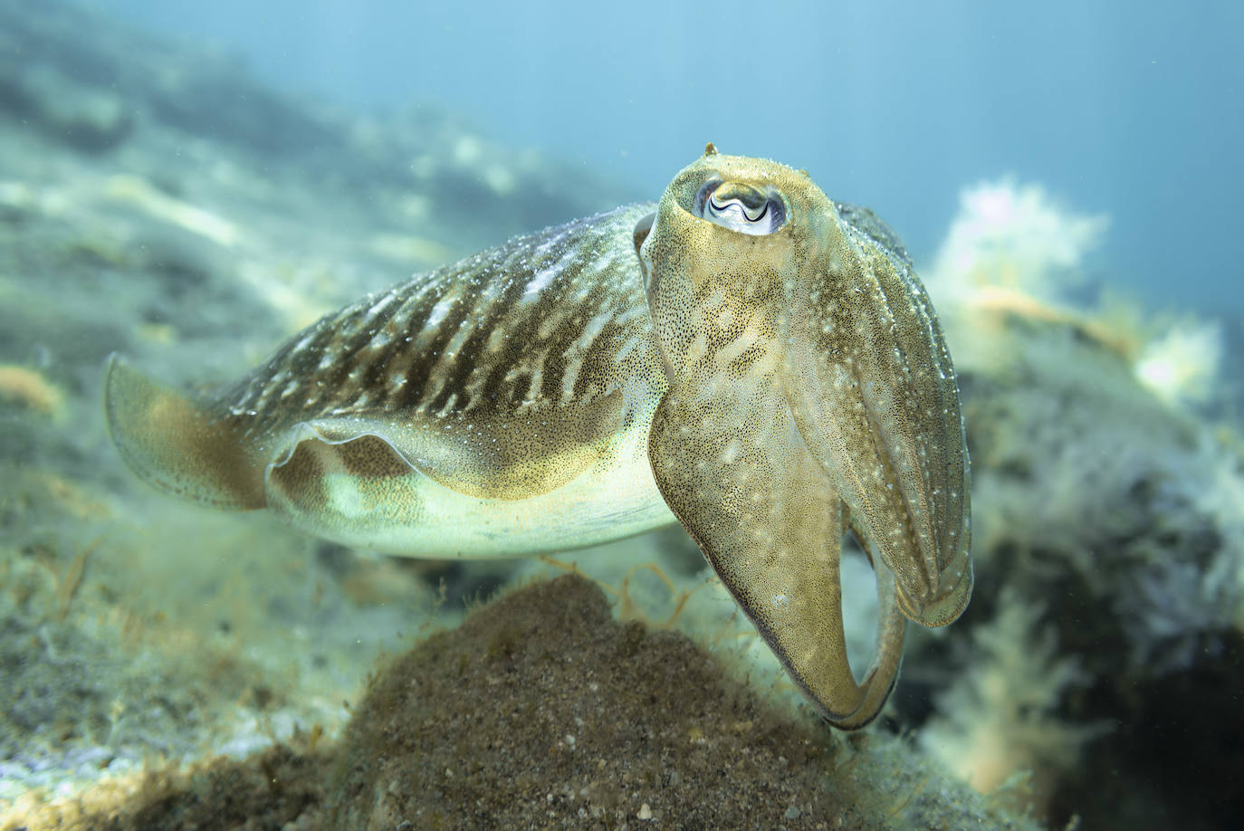 Una exposición itinerante sobre Las Canteras nos invita a descubrir su fondo marino