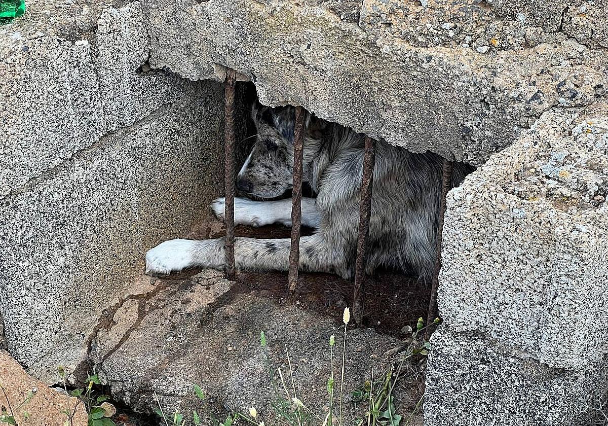 Rescatan un perro atrapado en un aljibe en Arrecife