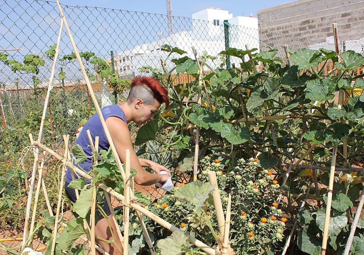 Foto de archivo de los huertos urbanos de Puerto del Rosario.