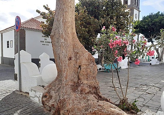 Árbol en la plaza.