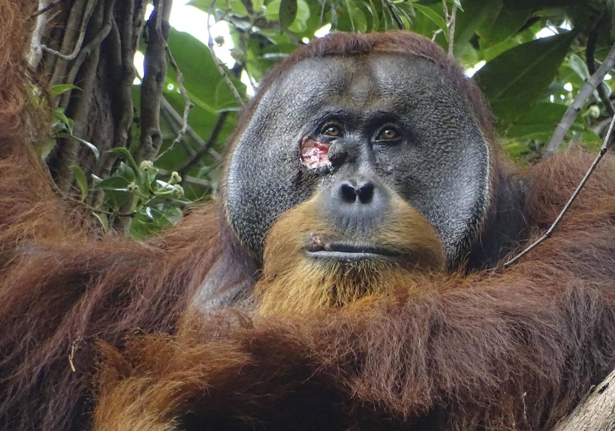Un orangután, el primer animal al que ven curarse una herida con una planta medicinal