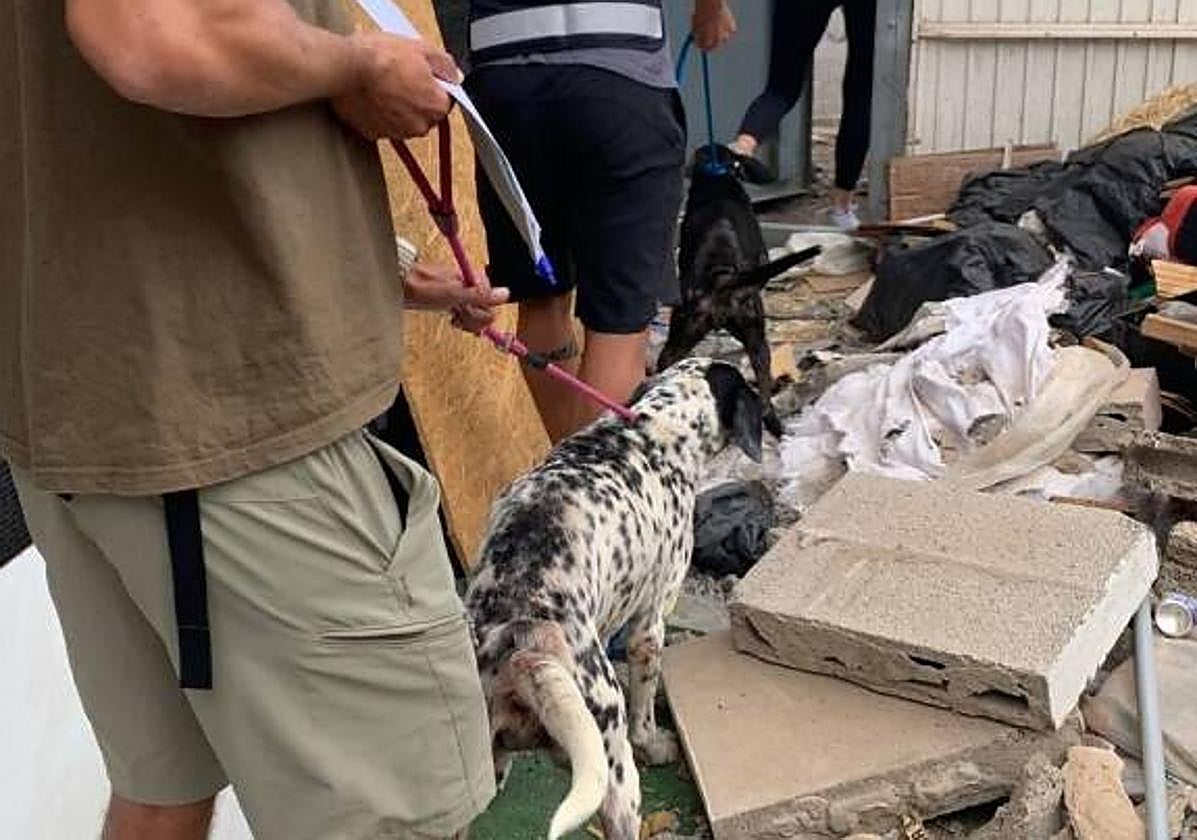 Rescatan en Arrecife a dos perros en condiciones deplorables