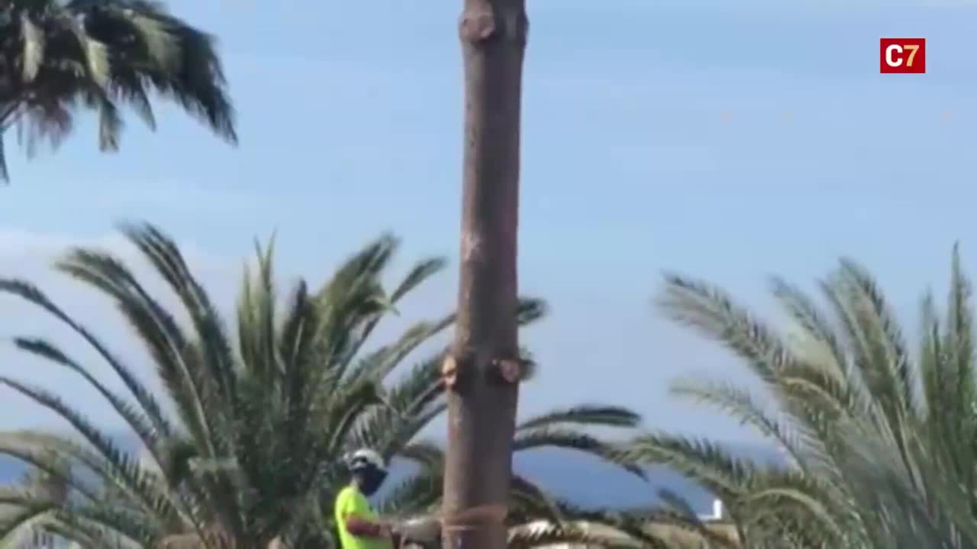 Denuncian la tala de cuatro palmeras y dos araucarias en un complejo de Playa del Inglés