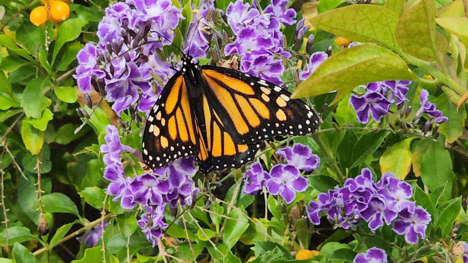 Arucas ya presume de piedra y flor