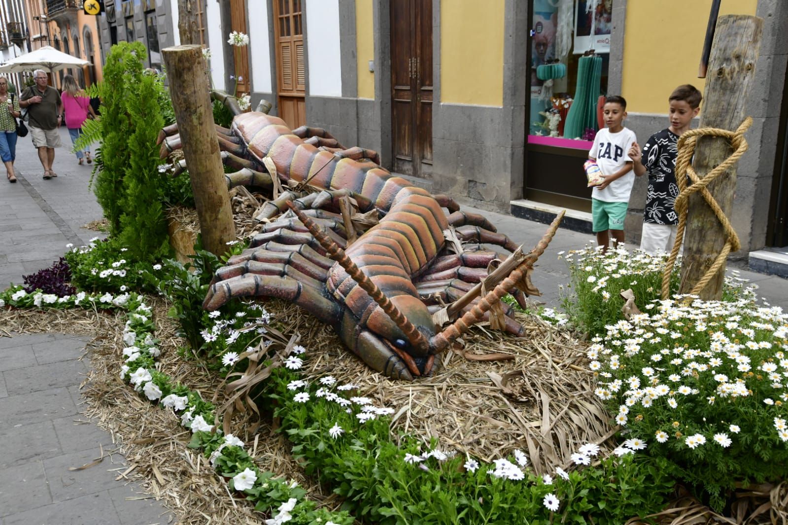 Arucas ya presume de piedra y flor