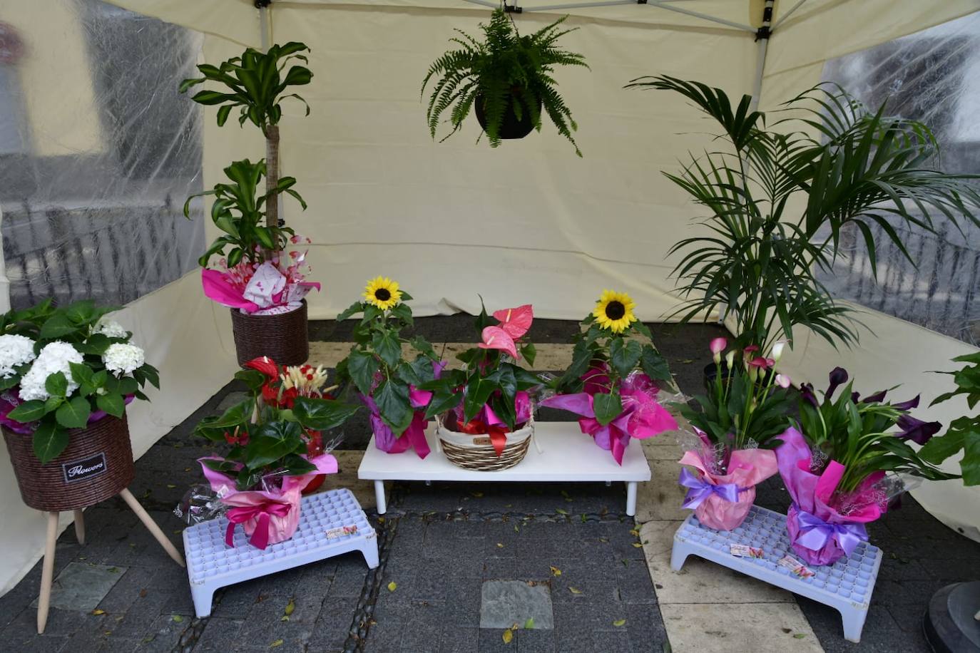 Las flores llenan la Plaza de Santo Domingo