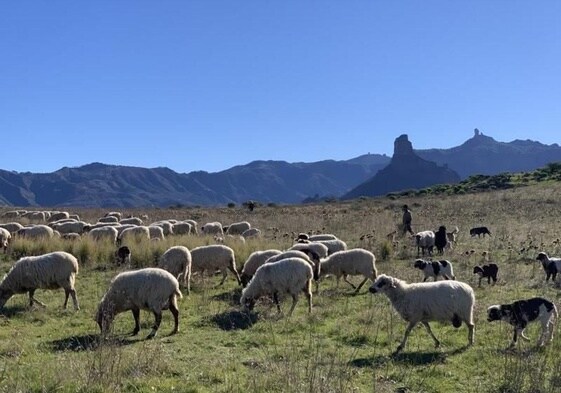 Un pastor vigila a su rebaño de ovejas mientras pasta a la vista del Bentayga y el Roque Nublo.