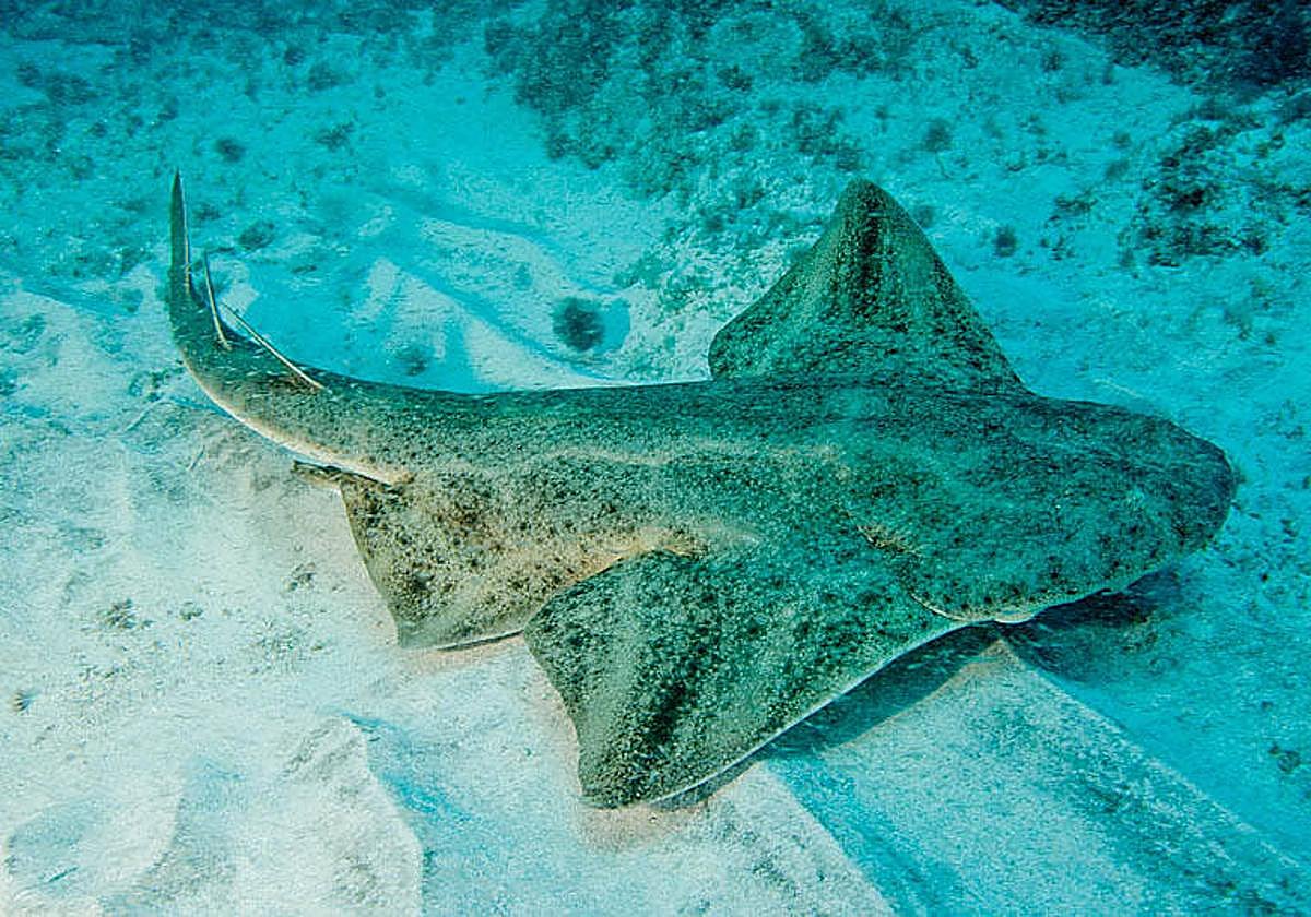 Loro Parque Fundación celebra el Día Internacional de la Biodiversidad 2024