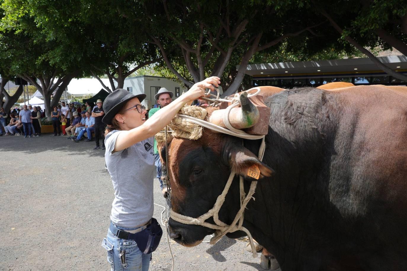 La feria de ganado de Arucas, en imágenes