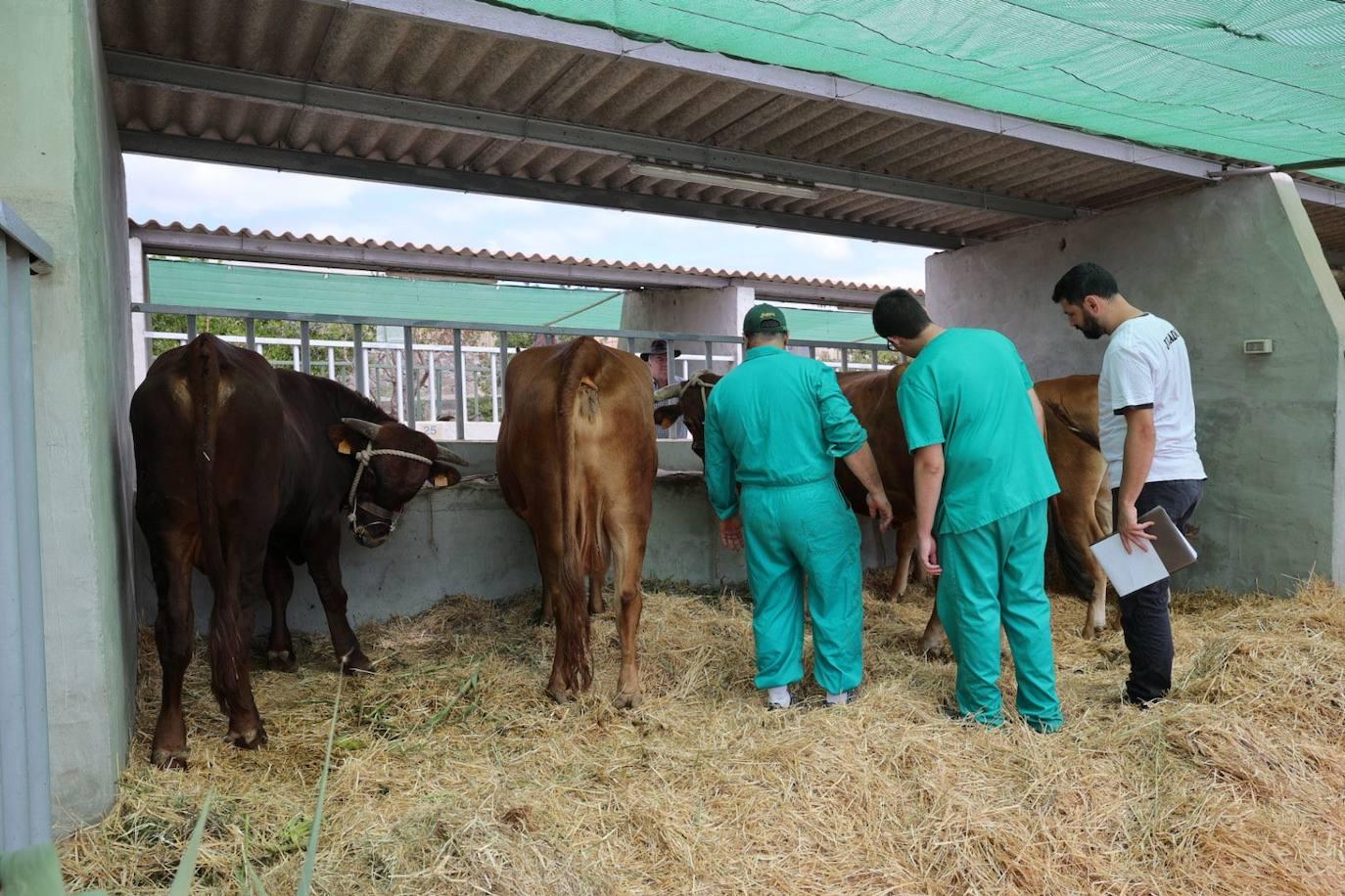 La feria de ganado de Arucas, en imágenes