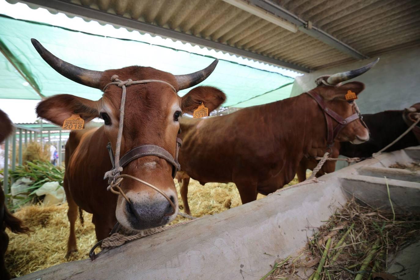 La feria de ganado de Arucas, en imágenes