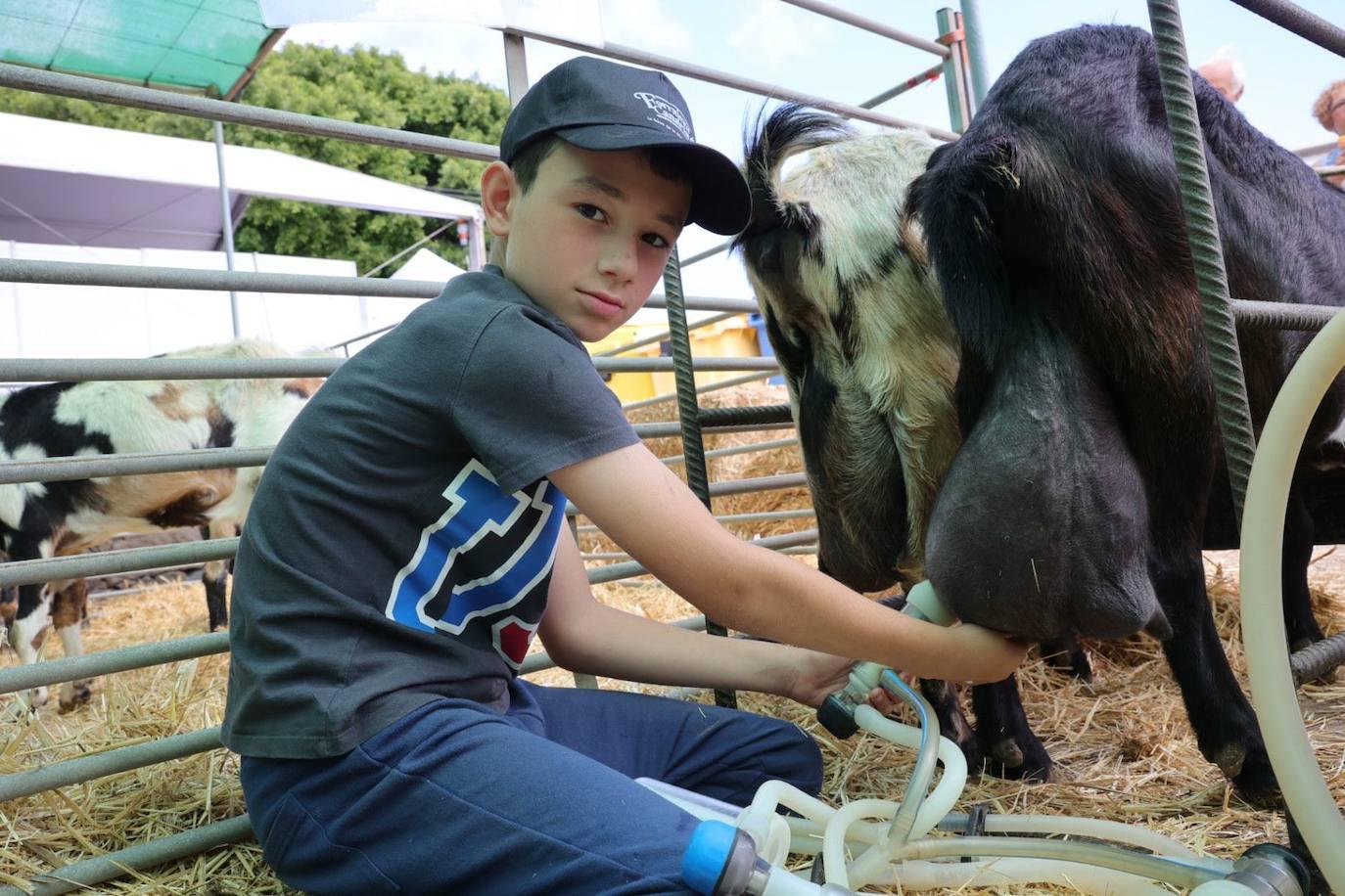 La feria de ganado de Arucas, en imágenes