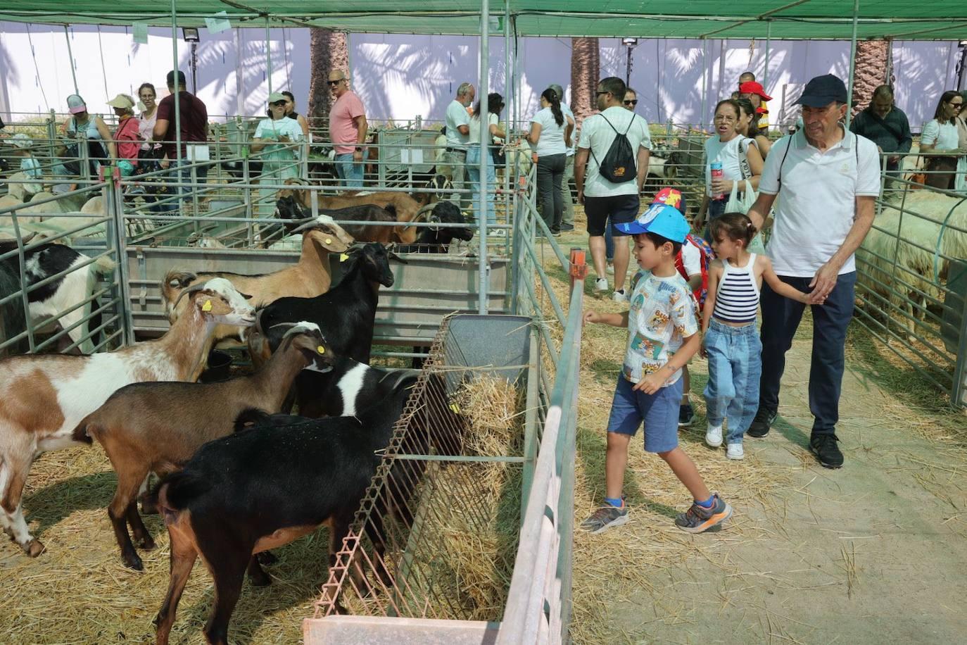 La feria de ganado de Arucas, en imágenes