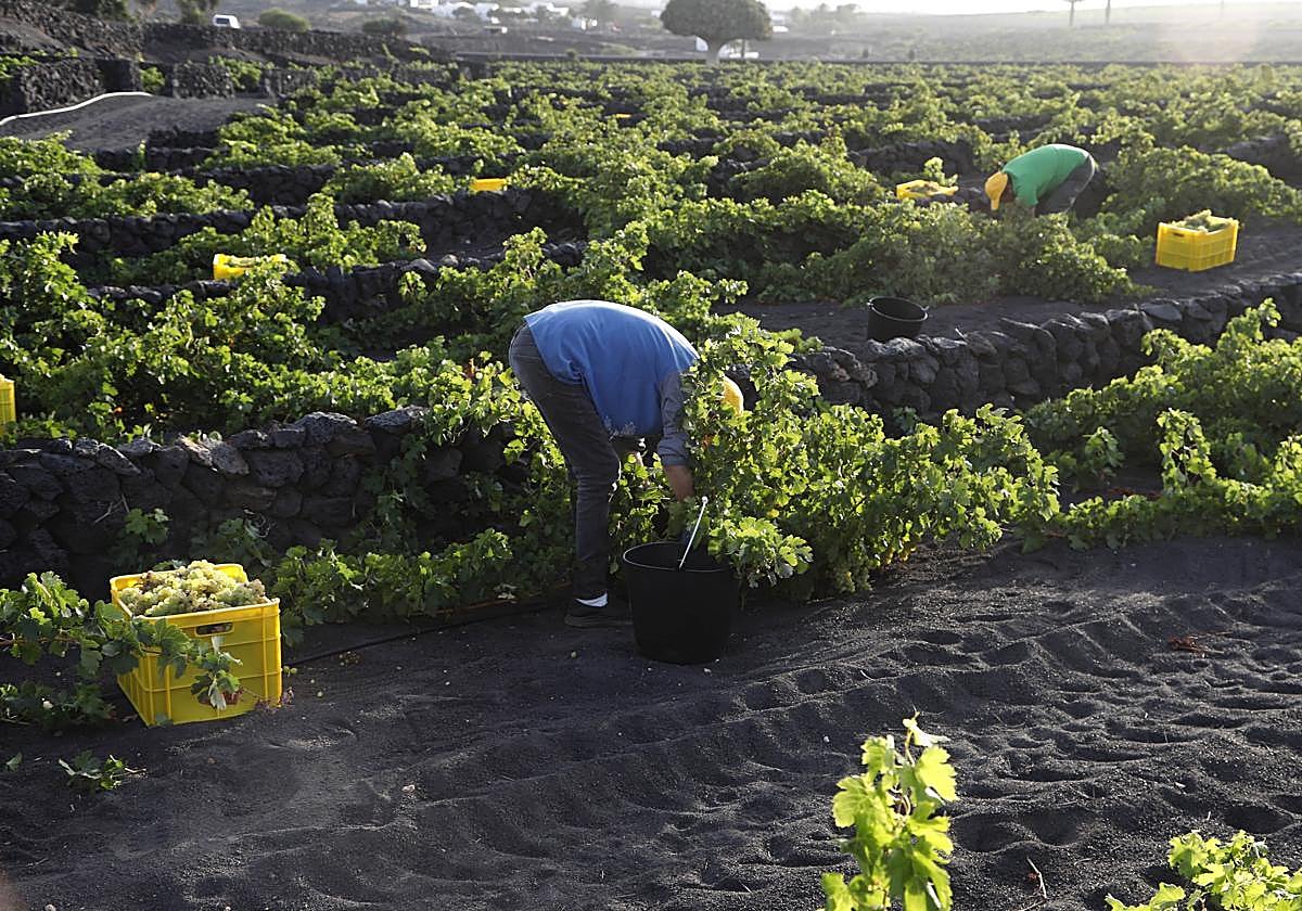Recogida de fruta en una pasada vendimia.
