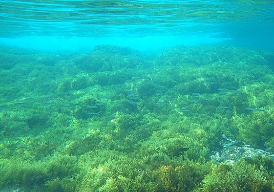Poblaciones de Gongolaria abies-marina, en Salinetas.