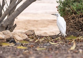 Una de las garcillas bueyeras devueltas a la libertad tras crecer en las instalaciones del Cabildo majorero.