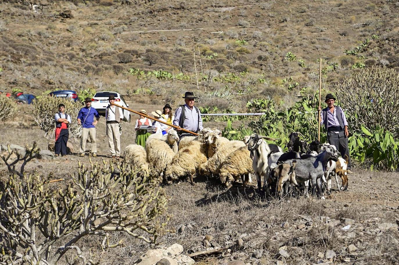 Mogán presume de la romería de San Antonio el Chico
