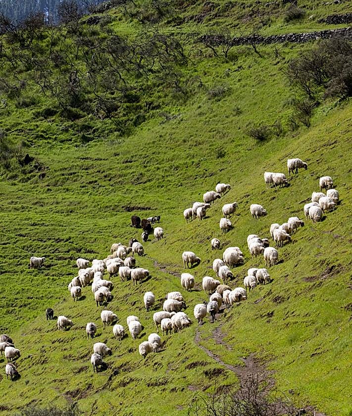 Imagen secundaria 2 - Monte Pavón: la pequeña Irlanda verde del norte de Gran Canaria