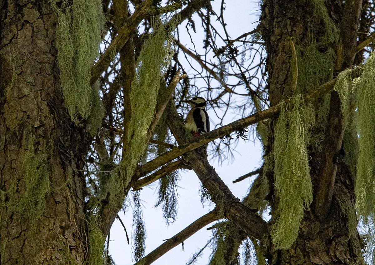 Imagen secundaria 1 - Monte Pavón: la pequeña Irlanda verde del norte de Gran Canaria
