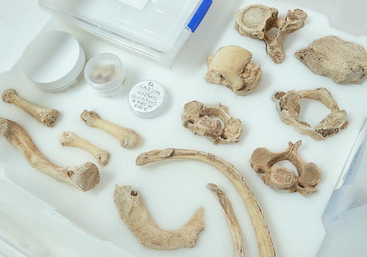 Huesos del yacimiento funerario de la montaña de El Cardón, quemados a más de 600 grados.