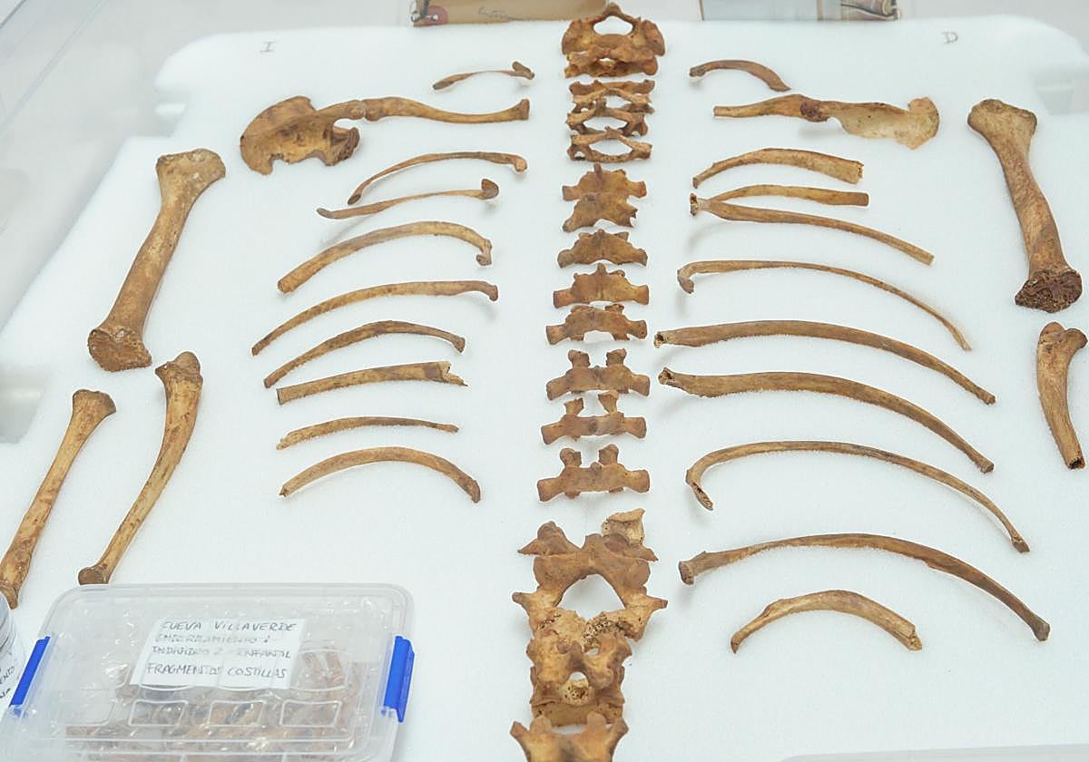 Las vértebras, las costillas y otros huesos de la niña de la Cueva de Villaverde, que aparecieron con los de la mujer adulta.