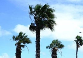 El viento se hace un hueco en Canarias este viernes