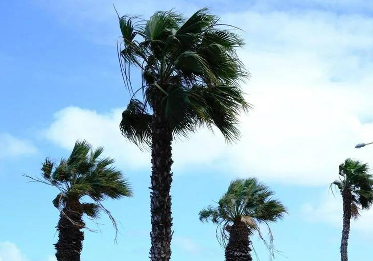 El viento se hace un hueco en Canarias este viernes