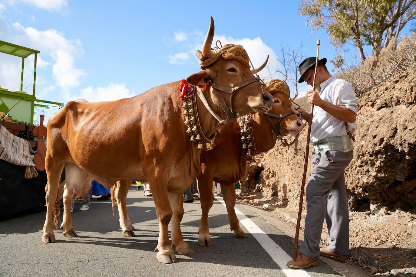 La romería de Arucas, en imágenes