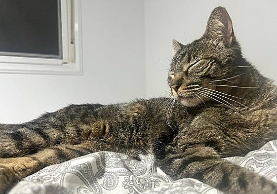 Naia, la gata encontrada en el Aeropuerto de Tenerife Norte.