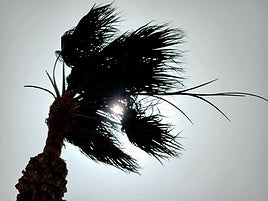 Imagen de archivo de una palmera agitada por el viento.