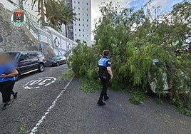 Árbol sobre turismo.
