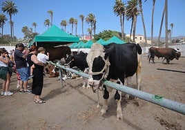 La feria de ganado de Telde, en imágenes