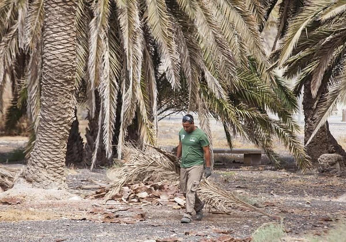 Un operario en trabajos de limpieza del palmeral del Oasis de Maspalomas.