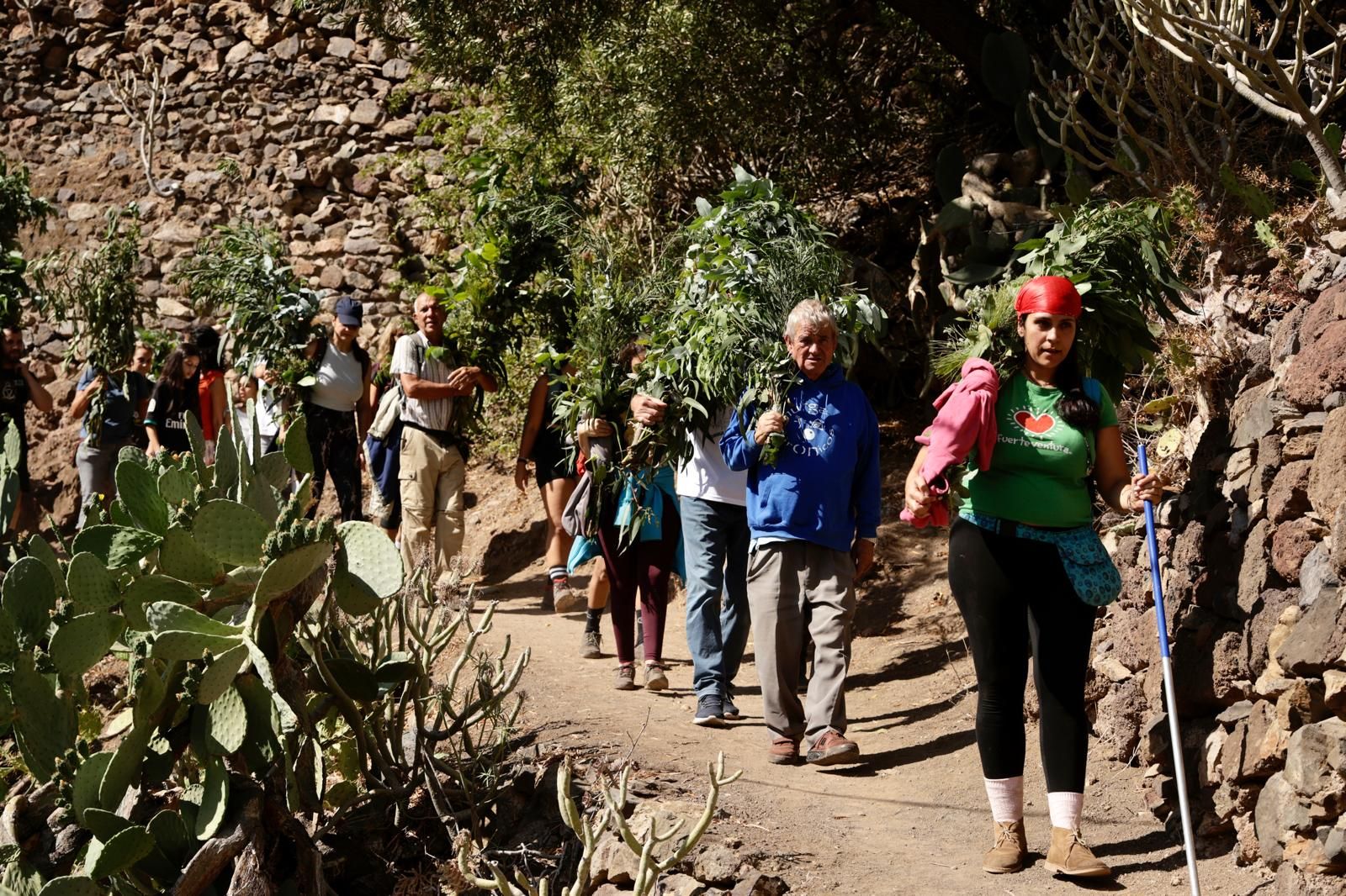 El Valle de Agaete vibra con la Rama de San Pedro, en imágenes