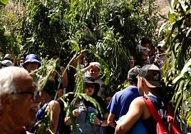 El Valle de Agaete vibra con la Rama de San Pedro, en imágenes