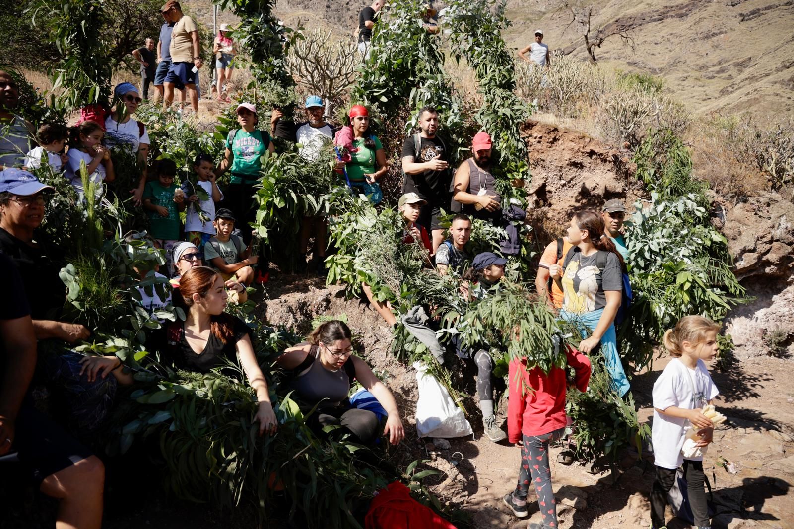 El Valle de Agaete vibra con la Rama de San Pedro, en imágenes