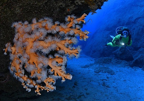Fotografía ganadora del campeonato regional celebrado en los fondos marinos de El Castillo.