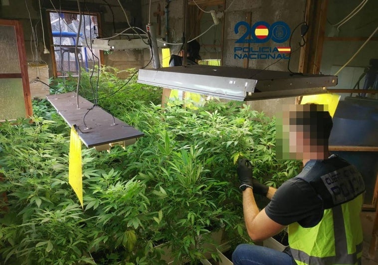 Detenidas tres personas dedicadas al cultivo de marihuana en Telde