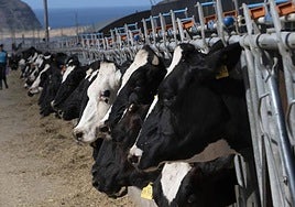 Vacas en una explotación agropecuaria de La Aldea de San Nicolás.