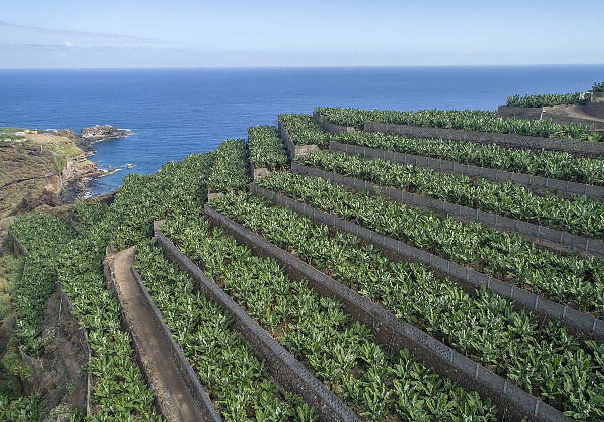 El sector platanero traslada su acuerdo sobre las medidas de reforma del sector propuestas por el Gobierno de Canarias
