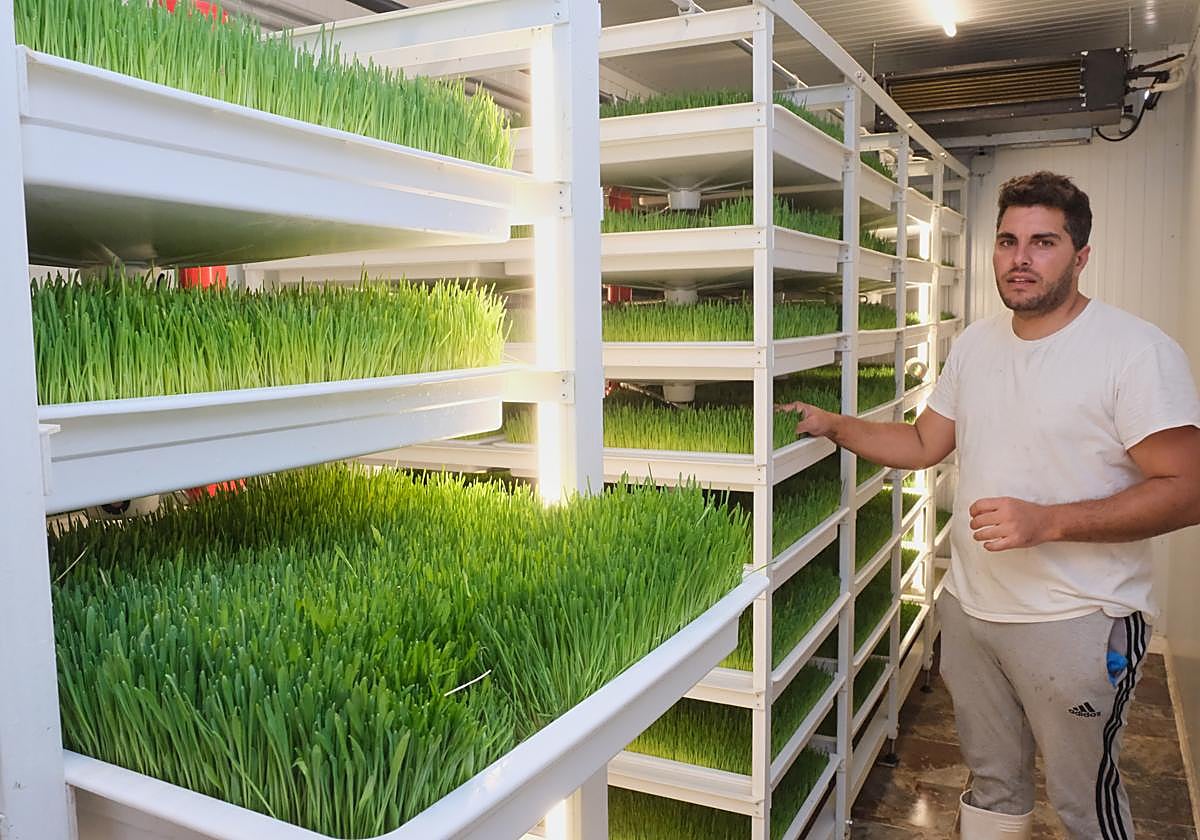 Ramos Rodríguez, con las bandejas de la cebada, dentro de su container hidropónico, lista para dar de comer al ganado.