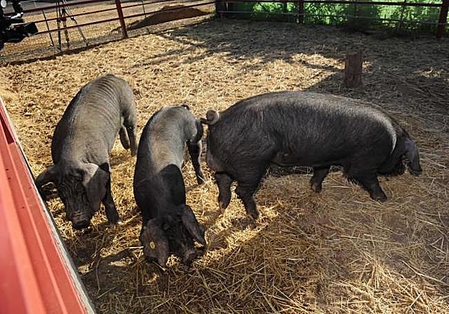 Sementales de cochino negro canario.